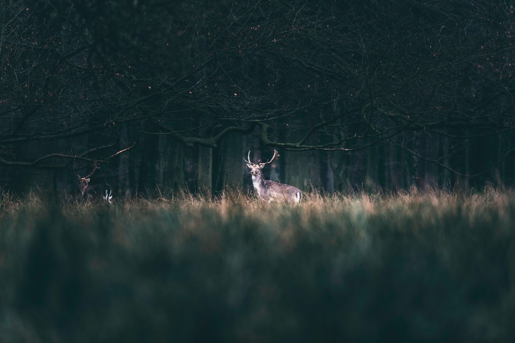 Deer standing in tall grass beneath dark trees