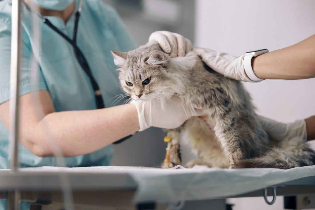 Veterinary staff in gloves gently examining a grey and white cat on a clinic table